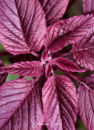 Midnight Red Amaranth – 250 Seeds