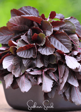 Midnight Red Amaranth – 250 Seeds