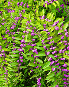 American Beautyberry – 30 Seeds