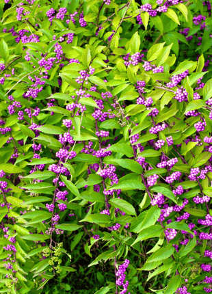 American Beautyberry – 30 Seeds