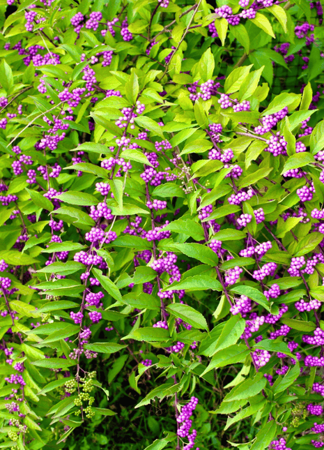 American Beautyberry – 30 Seeds