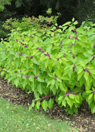 American Beautyberry – 30 Seeds