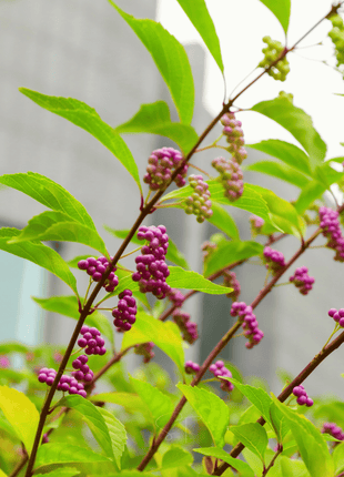American Beautyberry – 30 Seeds