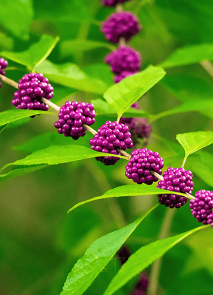 American Beautyberry – 30 Seeds