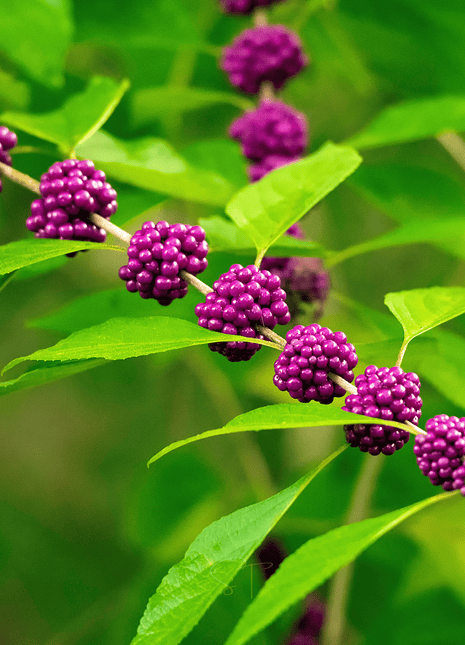 American Beautyberry – 30 Seeds
