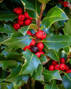 American Holly – 50 Seeds