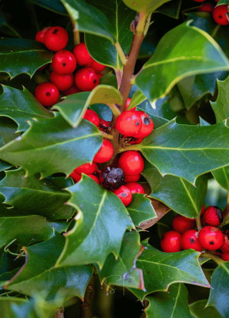 American Holly – 50 Seeds