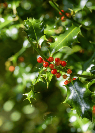 American Holly – 50 Seeds