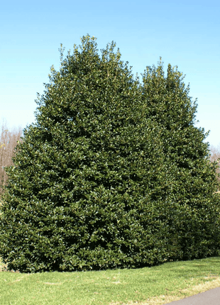 American Holly – 50 Seeds
