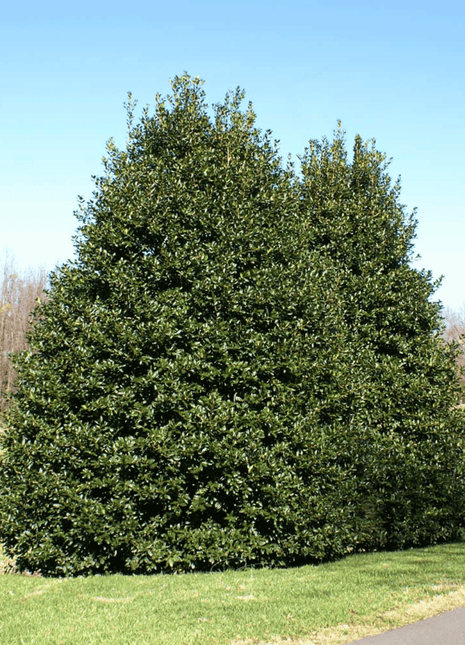 American Holly – 50 Seeds
