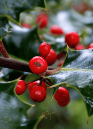 American Holly – 50 Seeds