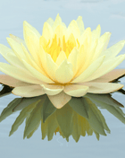 American Lotus – 5 Seeds