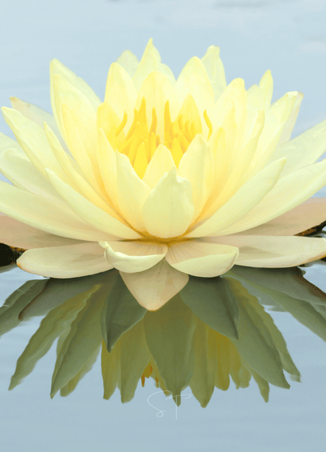 American Lotus – 5 Seeds