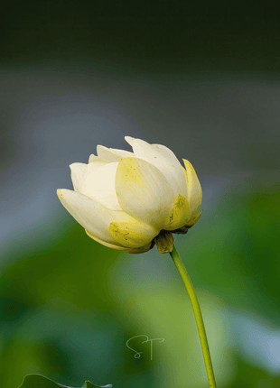 American Lotus – 5 Seeds