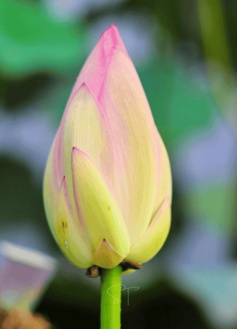 American Lotus – 5 Seeds
