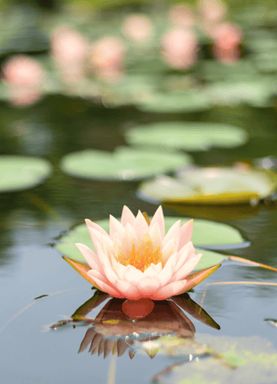 American Lotus – 5 Seeds