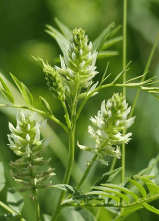 American Wild Licorice – 40 Seeds