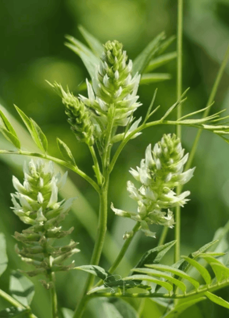 American Wild Licorice – 40 Seeds