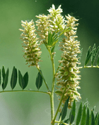 American Wild Licorice – 40 Seeds