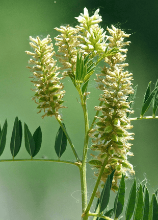 American Wild Licorice – 40 Seeds