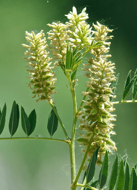 American Wild Licorice – 40 Seeds