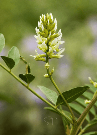American Wild Licorice – 40 Seeds