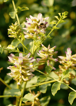 American Wild Licorice – 40 Seeds