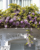 American Wisteria – 5 Seeds