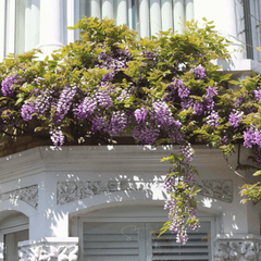 Collection image for: Trees & Shrubs