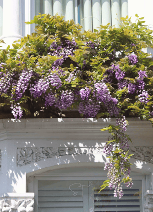 American Wisteria – 5 Seeds