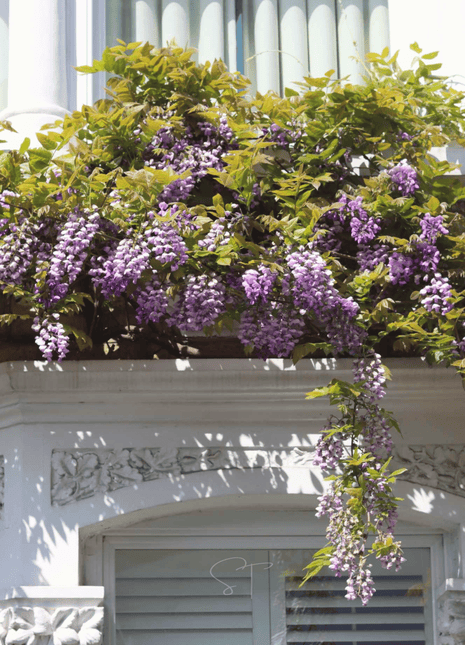 American Wisteria – 5 Seeds
