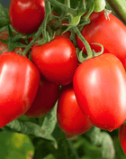Amish Paste Tomato – 30 Seeds