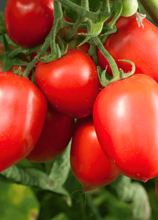 Amish Paste Tomato – 30 Seeds