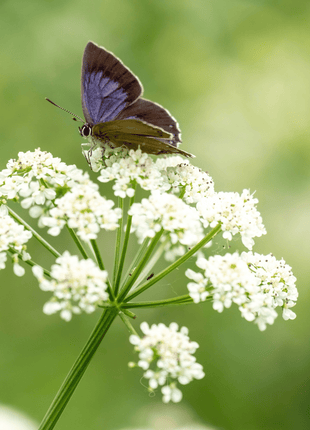 Anise – 100 Seeds