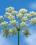 Anise – 100 Seeds