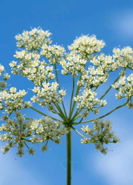 Anise – 100 Seeds