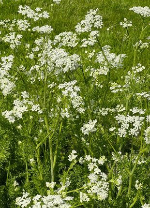 Anise – 100 Seeds