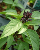Anise Basil – 250 Seeds