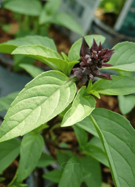 Anise Basil – 250 Seeds