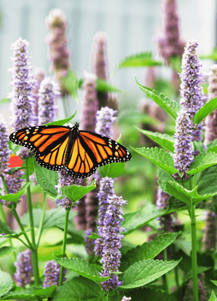 Anise Hyssop – 200 Seeds