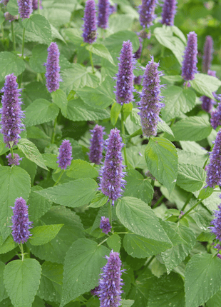 Anise Hyssop – 200 Seeds