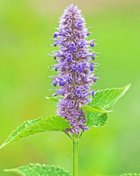 Anise Hyssop – 200 Seeds