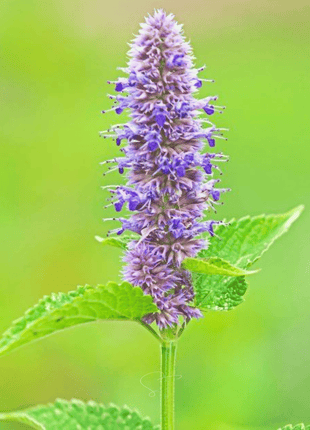 Anise Hyssop – 200 Seeds
