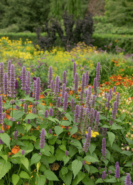 Anise Hyssop – 200 Seeds