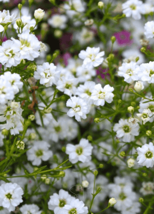 Annual Baby’s Breath (Covenant Garden) – 500 Seeds