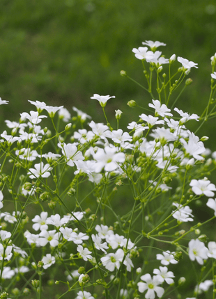 Annual Baby’s Breath (Covenant Garden) – 500 Seeds