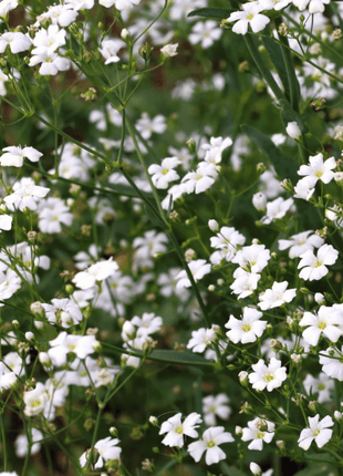 Annual Baby’s Breath (Covenant Garden) – 500 Seeds