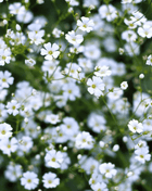 Annual Baby’s Breath (Covenant Garden) – 500 Seeds