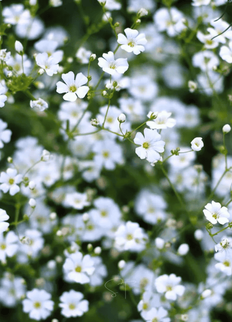 Annual Baby’s Breath (Covenant Garden) – 500 Seeds