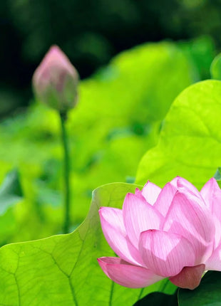 Sacred Lotus (Bonsai) - 5 Seeds